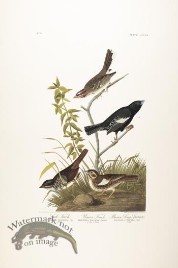 Lark Finch